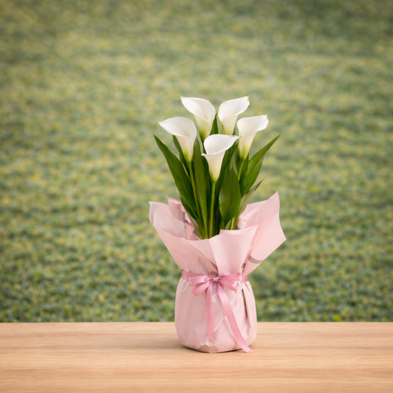 Gala Saksı Çiçeği