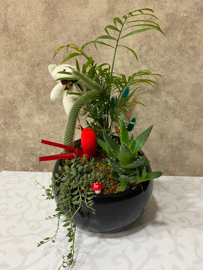 Seramikte Sukulent Aranjmanı Ayıcıklı