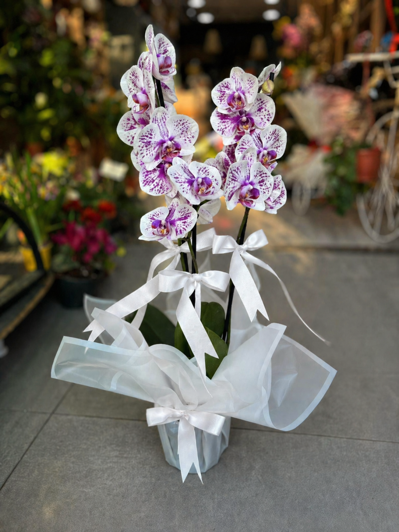Beyaz Mor Benekli Orkide