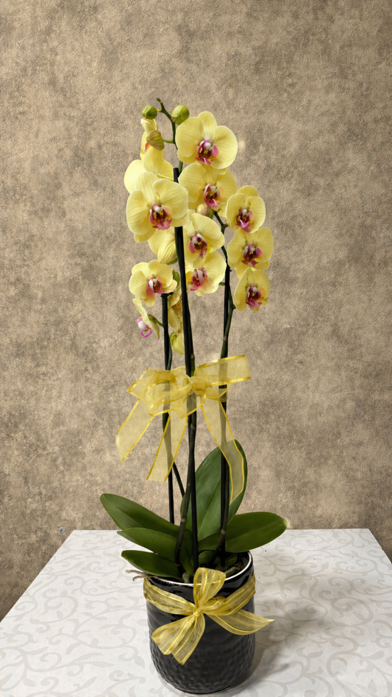 Seramikte Sarı Orkide