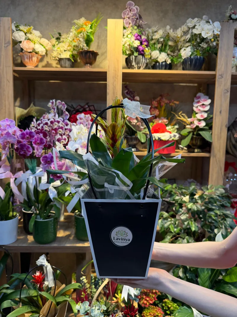 Tillandsia Saksı Çiçeği Çantalı