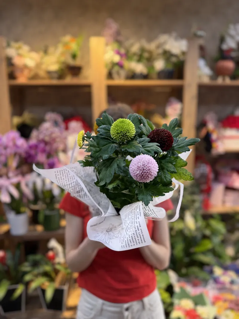 Pompon Kasımpatı Saksı Çiçeği