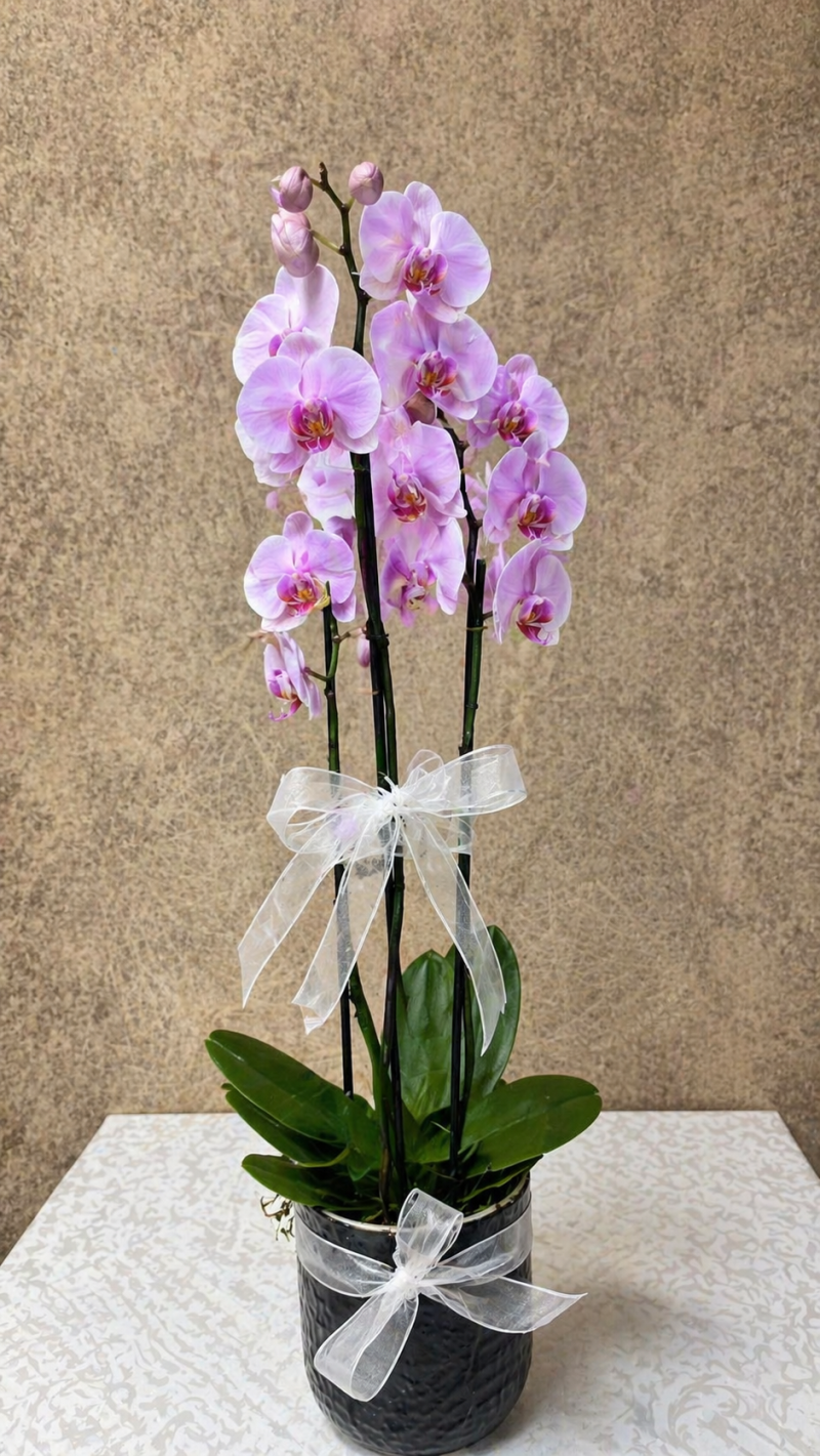 Seramikte Pembe Orkide