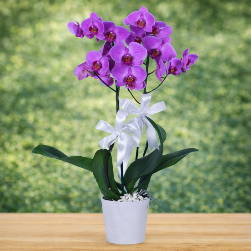 Seramikte Mor Orkide