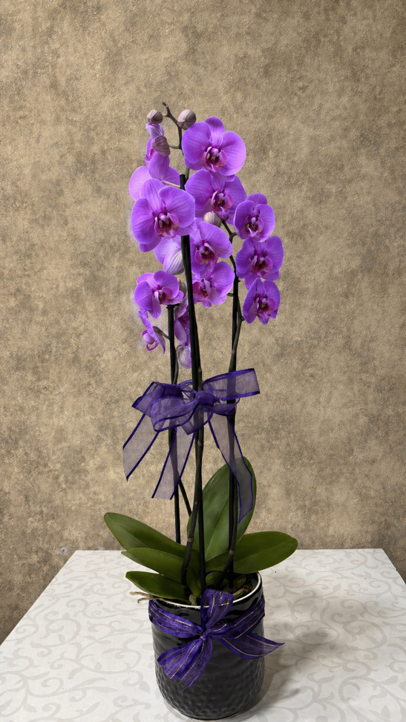 Seramikte Mor Orkide