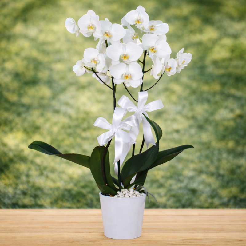 Seramikte Beyaz Orkide
