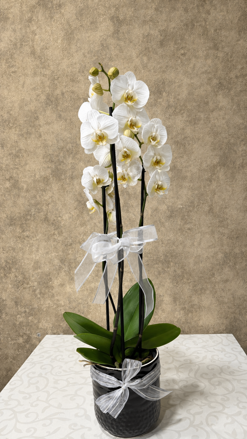 Seramikte Beyaz Orkide