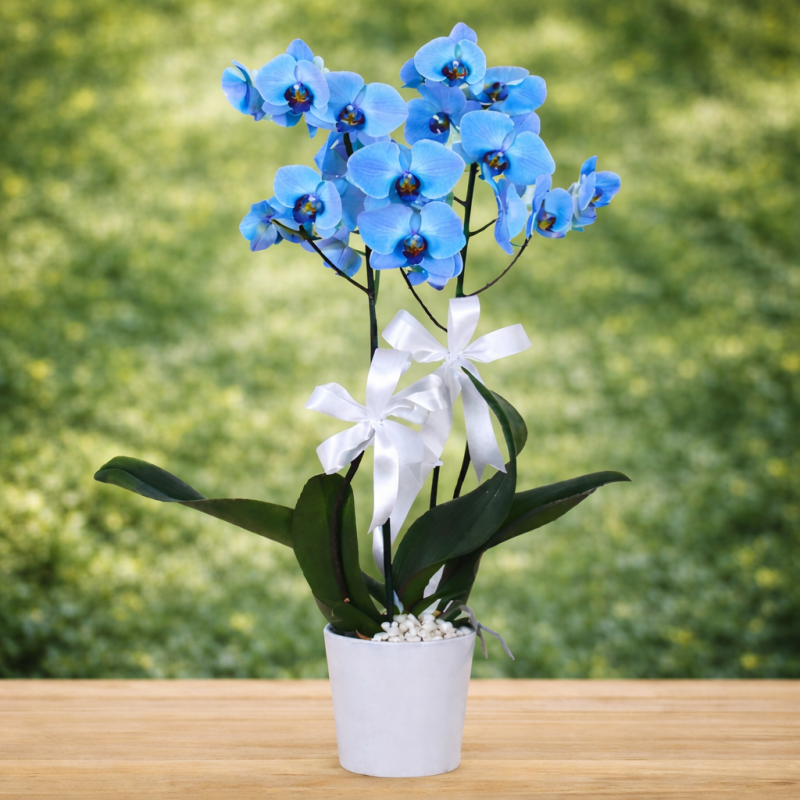Seramikte Mavi Orkide