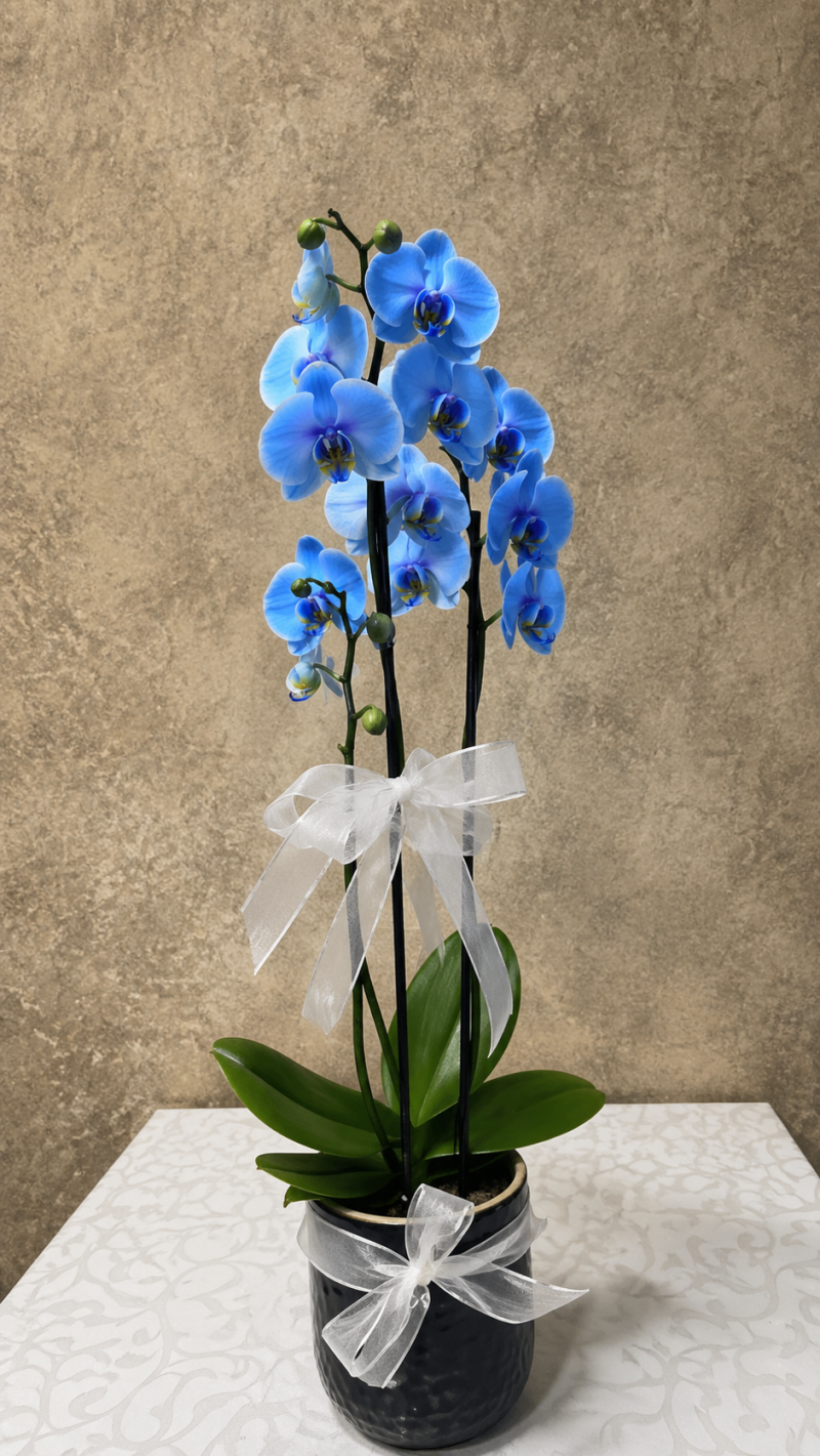 Seramikte Mavi Orkide