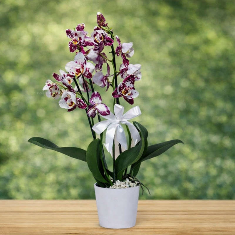 Seramikte Benekli Mor 3 Dallı Orkide