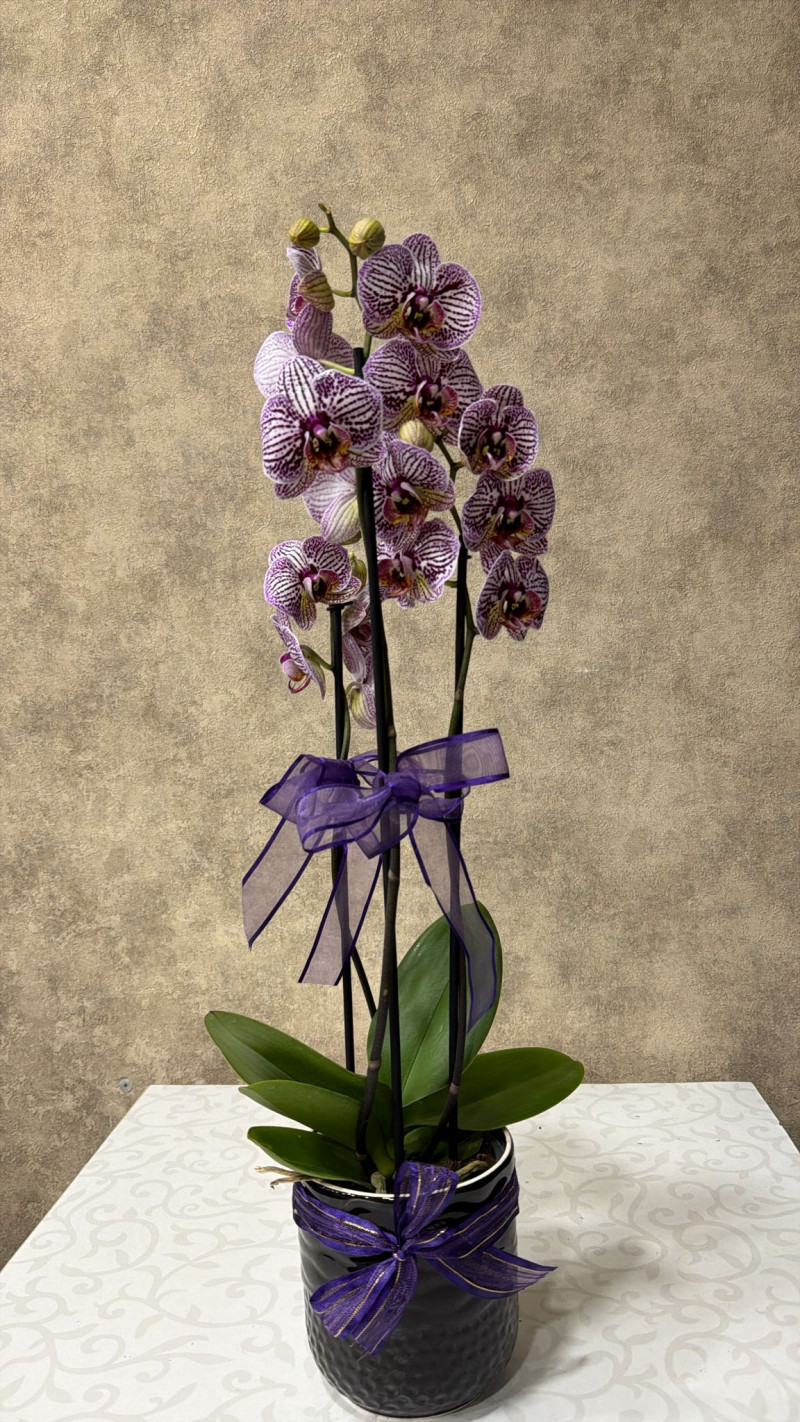 Seramikte Benekli Mor Orkide