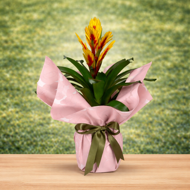 Tillandsia Saksı Çiçeği