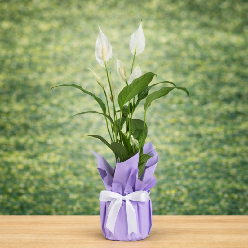 Barış Çiçeği Spathiphyllum Saksı Çiçeği