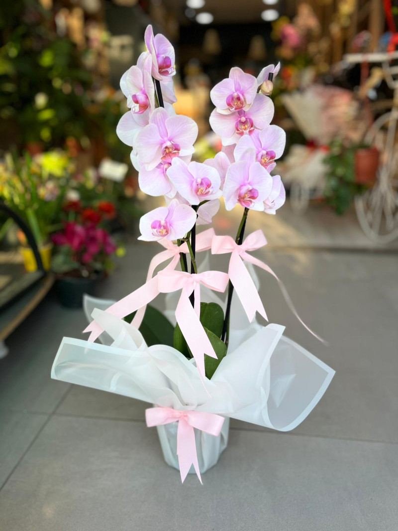 Pembe Orkide